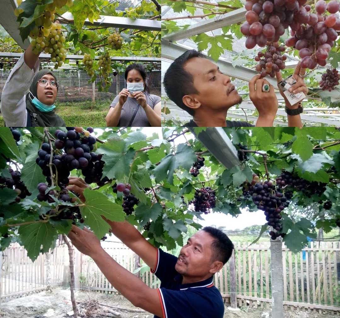 wisata-buah-anggur-4