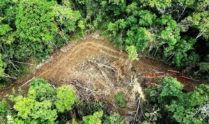Kasus-Kawasan-Hutan-Simoma-Mencuat-Kembali-Pelaku-Perusak-Hutan-di-Pertanyakan
