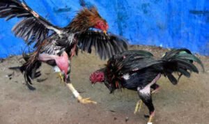 judi-ayam