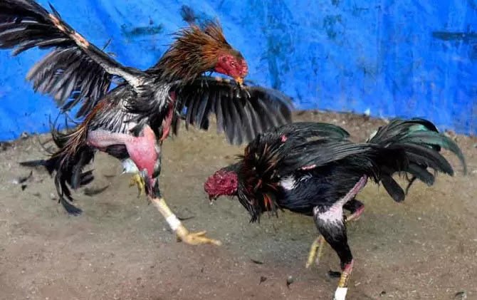judi-ayam