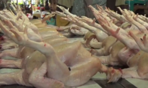 Dampak-BBM-Harga-Ayam-dan-Telur-Meroket-di-Kota-Idaman